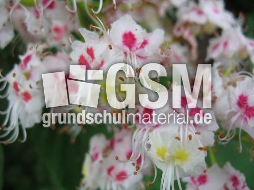 Kastanienblüte 001.JPG